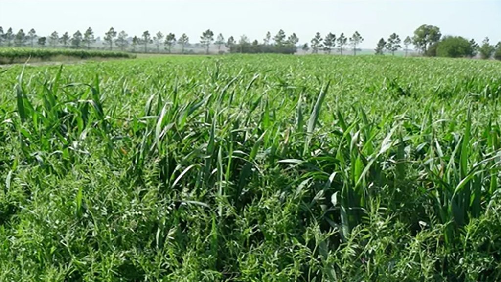 1 de cada 5 productores hoy apuesta a los cultivos de servicios