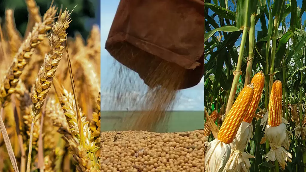 Argentina entra en semanas clave para trigo, maíz y soja en medio de un mercado global inestable