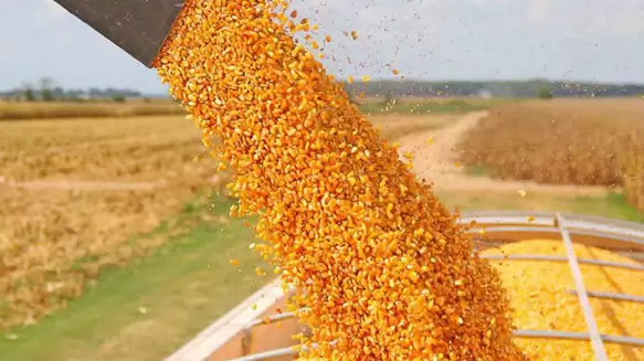 Argentina proyecta cosechas récord de trigo y maíz, pero la comercialización se enfría ante la incertidumbre global