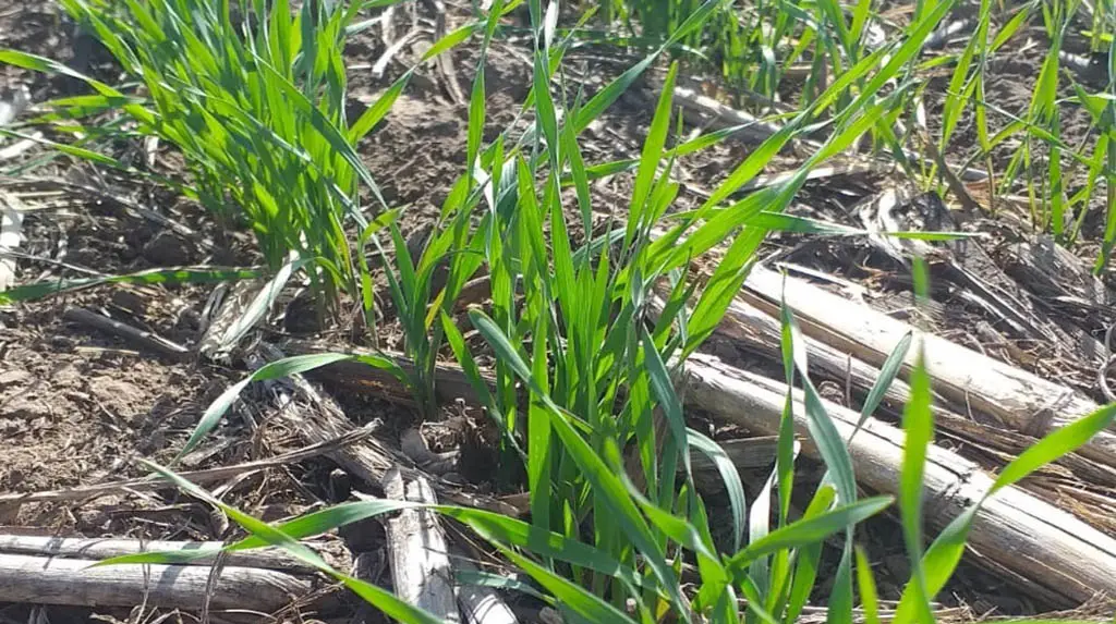 Con la baja en el precio de los fertilizantes se reduce el recorte triguero