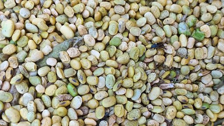 En Santa Fe y Córdoba el estrés impactó en la calidad de las semillas y habrá que analizarlas