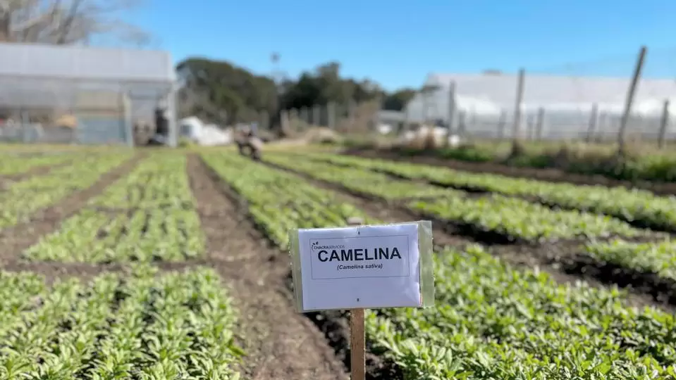 Energía limpia y suelos saludables con camelina, nuevo actor en el agro pampeano