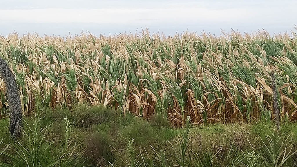 Hay ajustes negativos en las proyecciones de cosecha para el maíz y la soja