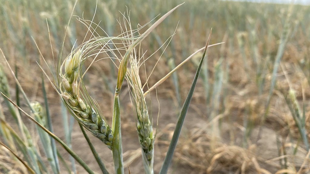 Hay nuevos ajustes sobre el trigo y proyectan una de las peores cosechas