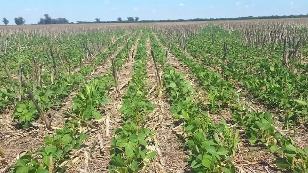 La escasez de precipitaciones puede boicotear la buena condición de la gruesa