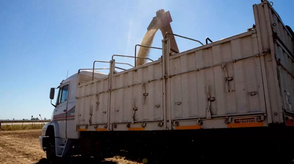 La liquidación de granos aumentó 87% en junio y 40% en el primer semestre