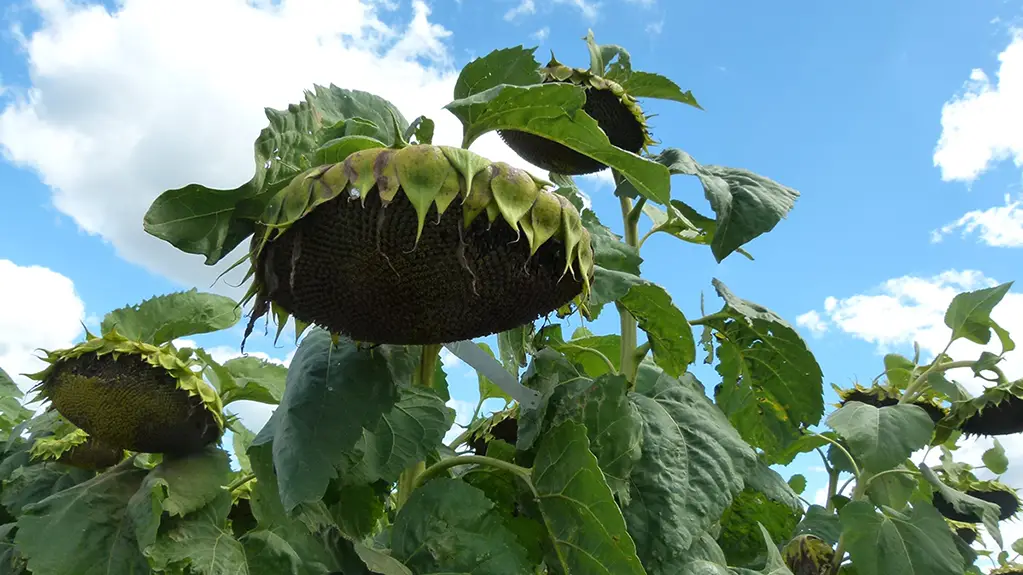 La molienda de girasol registró en marzo su mejor marca en 17 años