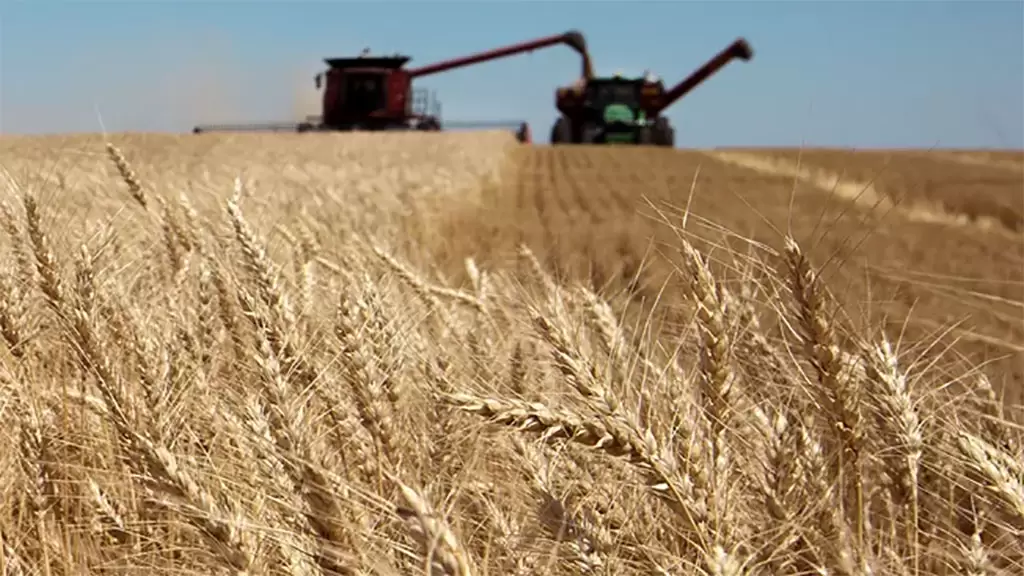 Sorpresa con el trigo: Mejoran los rindes en el centro de la región pampeana