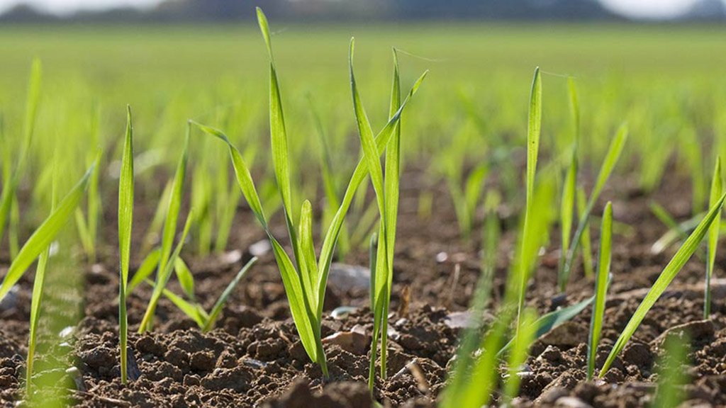 Un invierno seco y frío para el inicio de la campaña fina